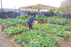 EarthChild project food garden nourishes learners at Ntwasahlobo Primary School