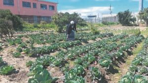 Producers require more help