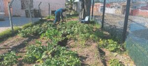 Cultivating the future one vegetable at a time: Primary school in Gugulethu feeds its learners via its garden