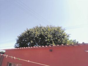 Nyanga pensioner having sleepless nights because of massive tree mayhem