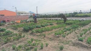 Young farmers in Samora Machel need help