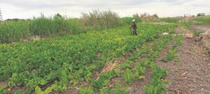 Youth in Khayelitsha urged to become farmers