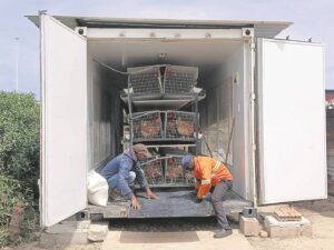 Female-led poultry farm brings hope to Khayelitsha community