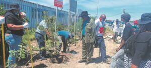 Nyanga community plants ten trees to promote nature conservation