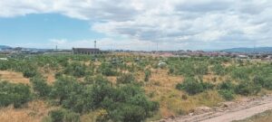 DCAS on warpath, Western Cape Initiation Forum Council to contest its decision