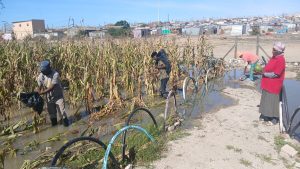 Blocked drains threaten Sinethemba community garden produce