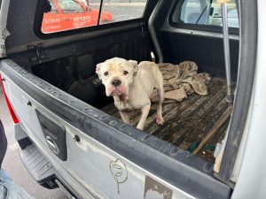Cape of Good Hope SPCA seizes neglected dog after legal intervention and ongoing non-compliance by owner