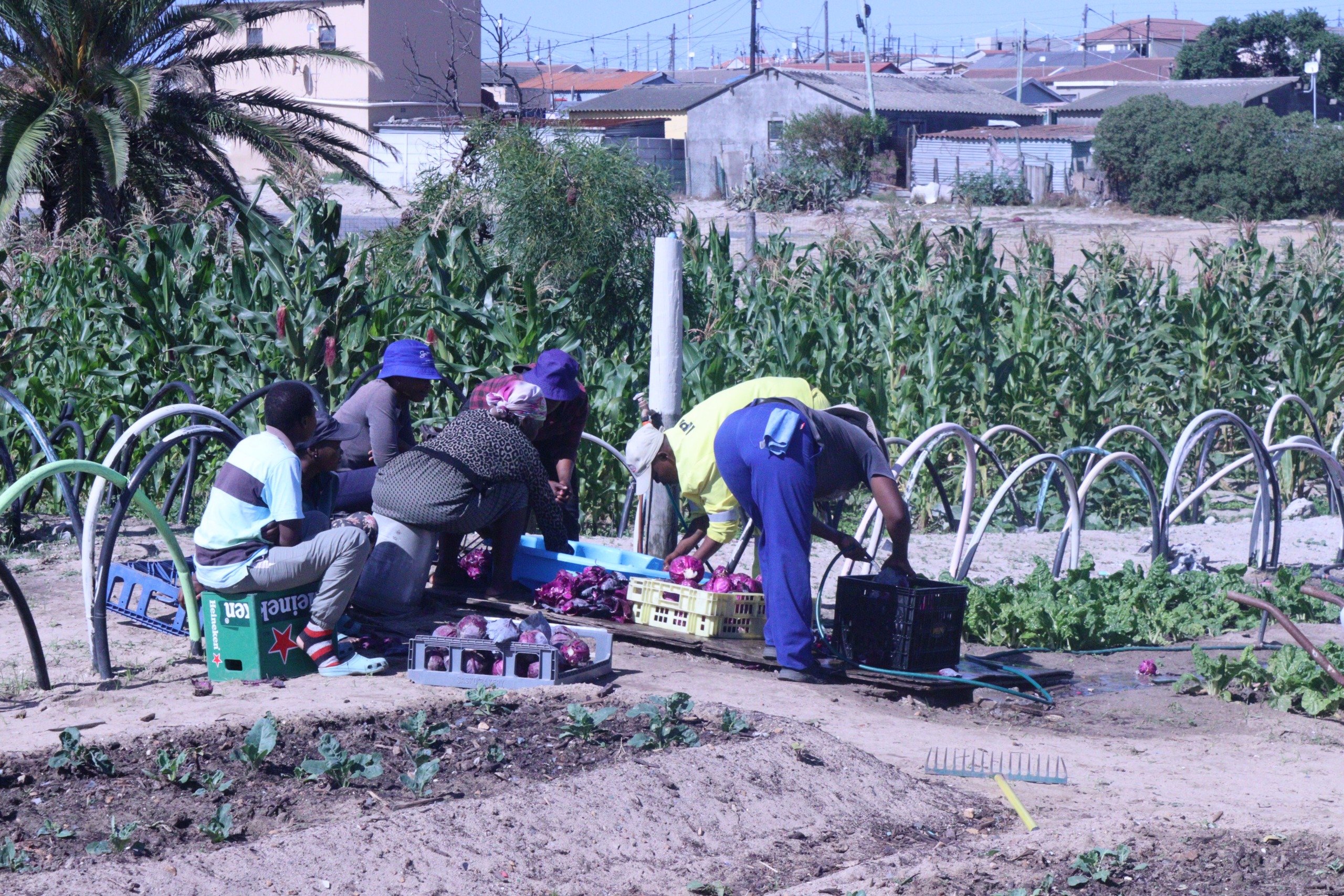 Khayelitsha community farming empowers local residents