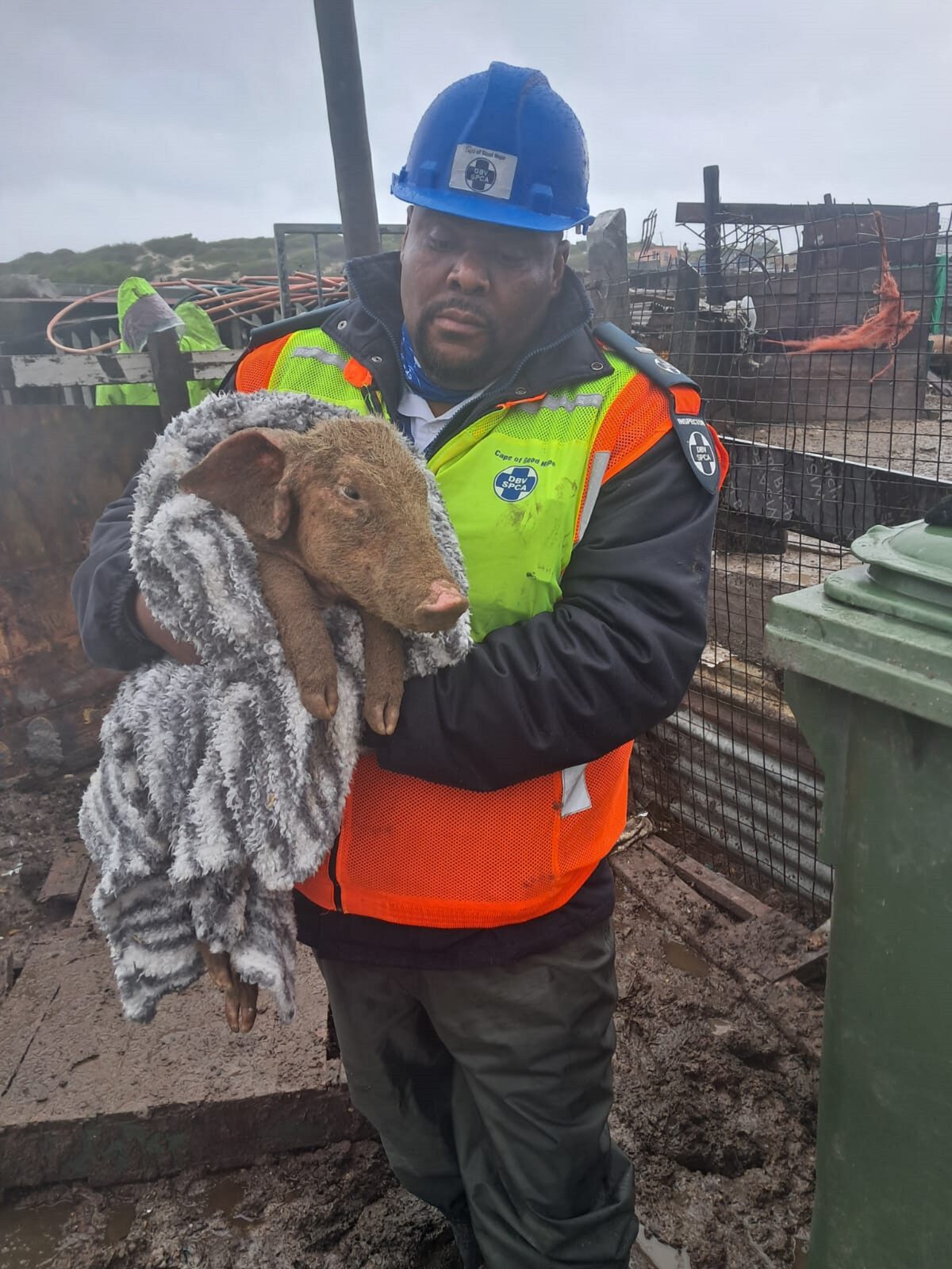 Mobile clinic operator Sonwabo Sithole immediately warmed up the two pigs.
