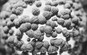 Poliovirus strains found in Cape Town wastewater tests