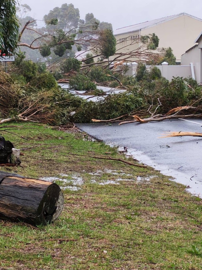 Die Overstrand-munisipaliteit het sy hande vol met verskeie bome wat Maandagoggend weens die sterk wind omgewaai het. Foto: Verskaf.