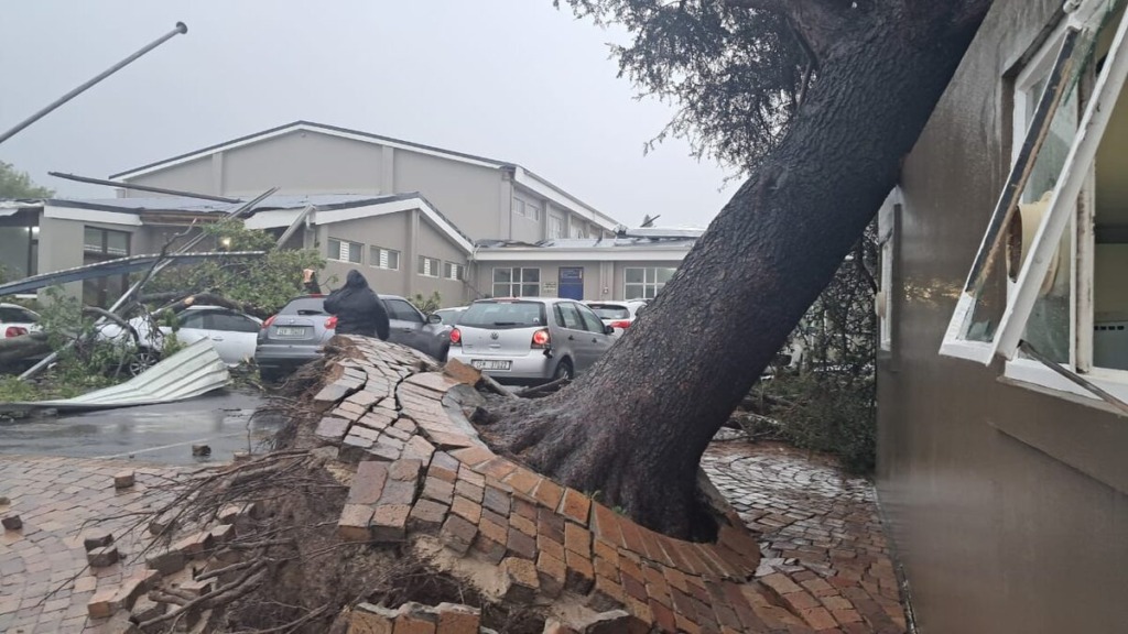 Bome is by Beaumont Primary School ontwortel.