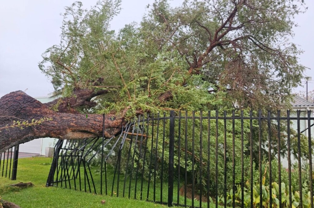 ’n Ontwortelde boom het dié heining in Allistairweg, Worcester, beskadig.