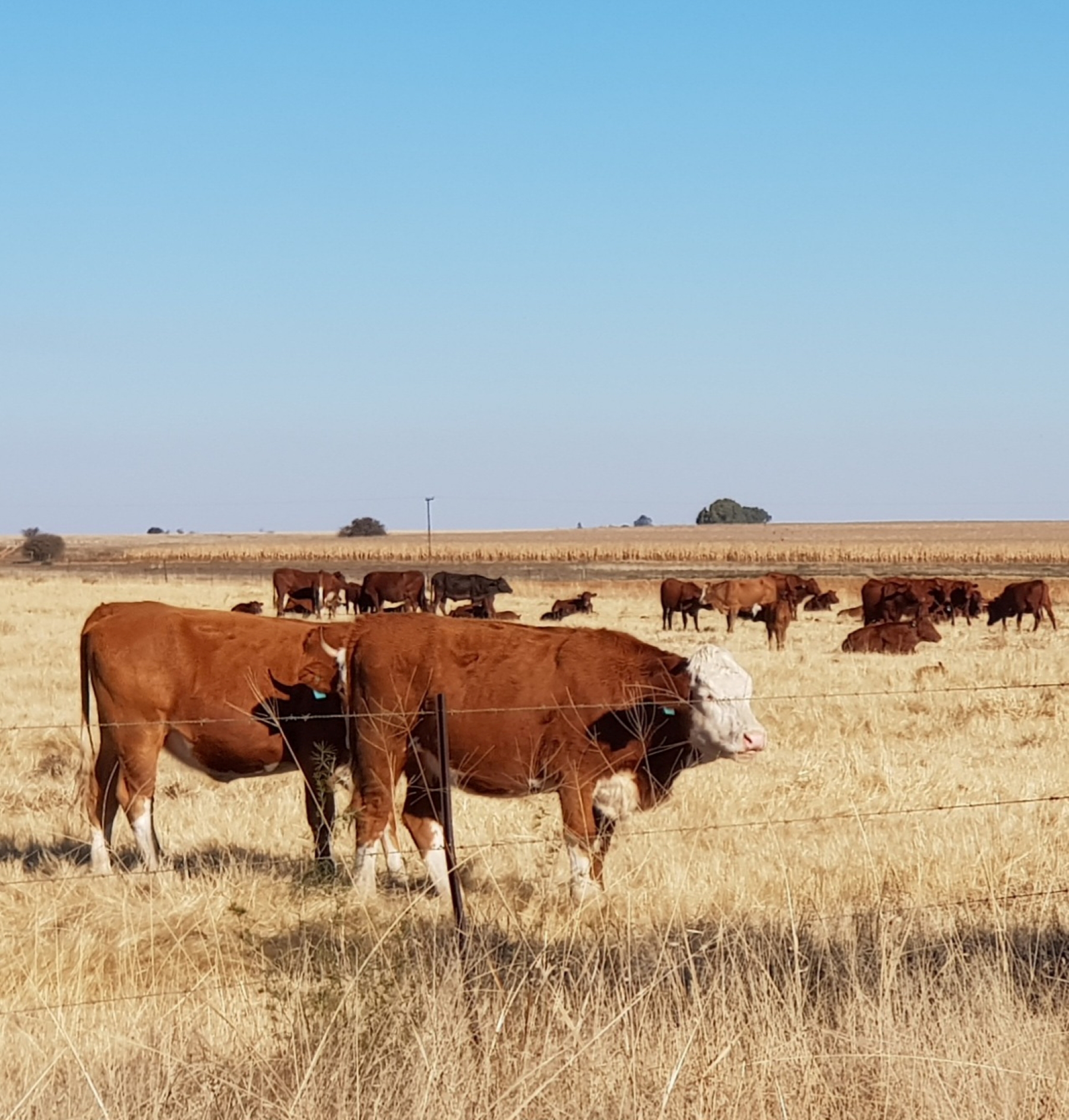 Bek-en-klouseer: Nuwe gevalle bevestig in Bloemfontein, Bethlehem en Boshof