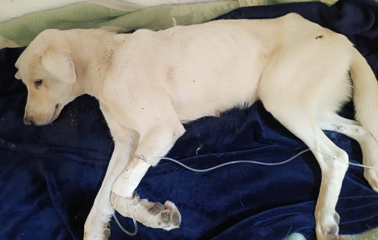 Gloria tydens haar versorging by Upington FURever Rescue, Foster and Adoption.