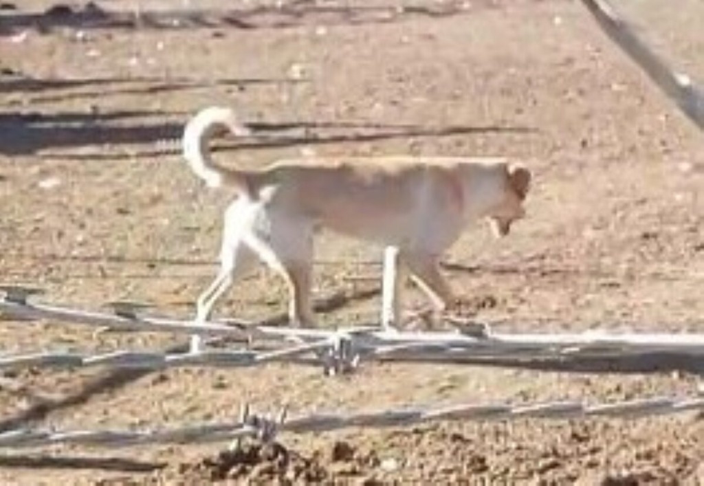Dié hond is in Barkly-Wes met ’n tou om sy nek aan ’n boom opgehang.