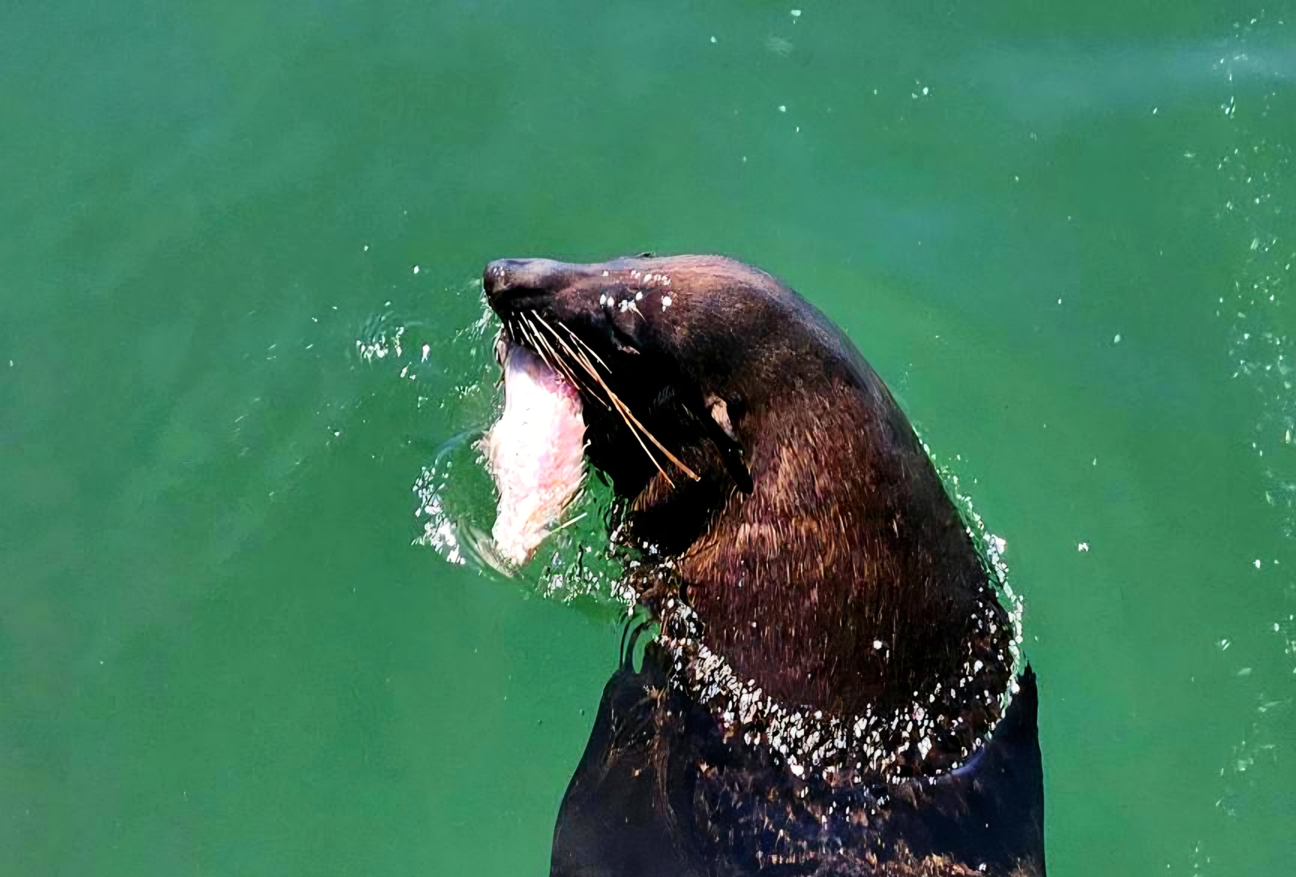 Lesersfoto van die dag: Kom kry vir jou vis in Houtbaai