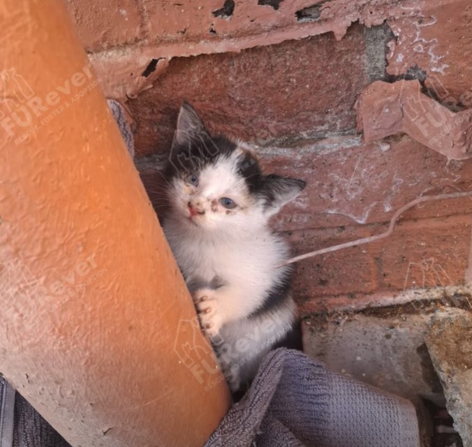 Een van die katte wat op die terrein van die Gordonia-hospitaal gevind is.