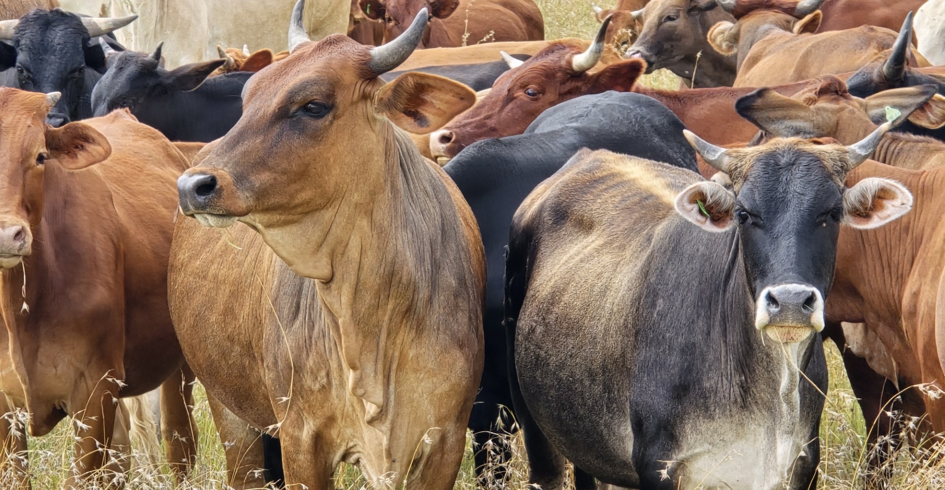 8 nuwe gevalle van bek-en-klouseer in Vrystaat bevestig