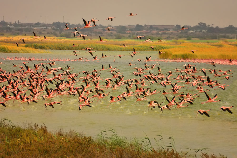 Massas ongesuiwerde water vanaf die wanfunksionele Homevale-rioolsuiweringsaanleg stroom by die Kamferdam in, asook op aangrensende grond.