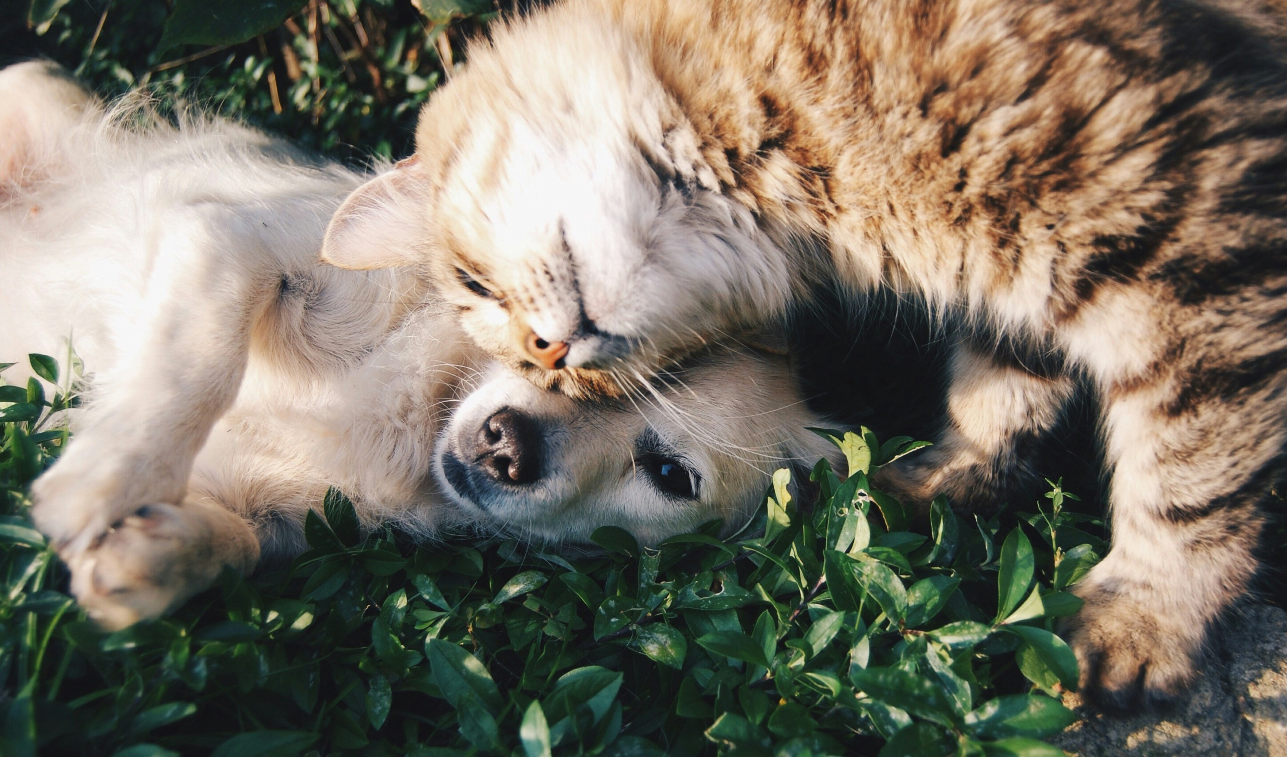 Honde die gewildste troeteldier, sê stigting