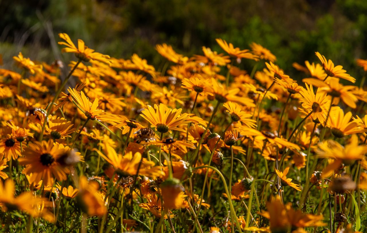 Foto: Magda Ehlers/pexels.com