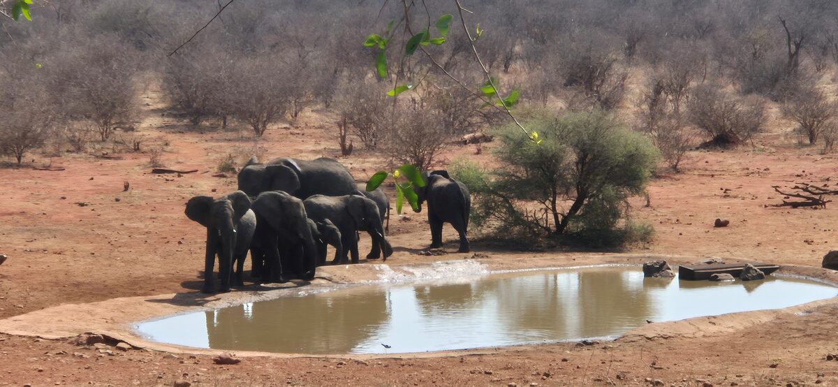 ’n Teeltrop olifante by ’n waterpan in die Madikwe-natuurreservaat in Noordwes.