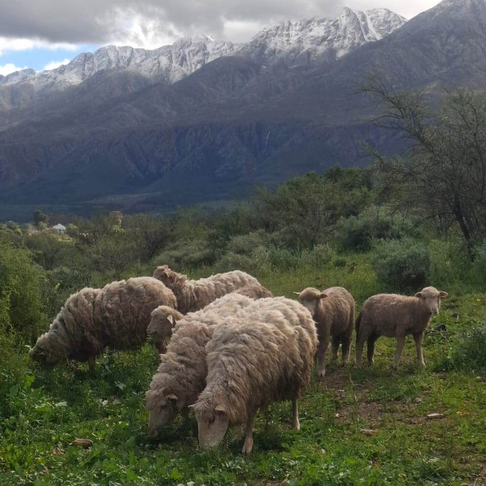 Wolke pak saam oor die Swartberge, wat reeds wit lê van die sneeu. Foto: Hans van Vreden.