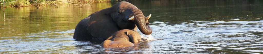 Die doel van die skuiling is om ’n veilige, natuurlike hawe te bied vir olifante wat gered is uit slegte omstandighede