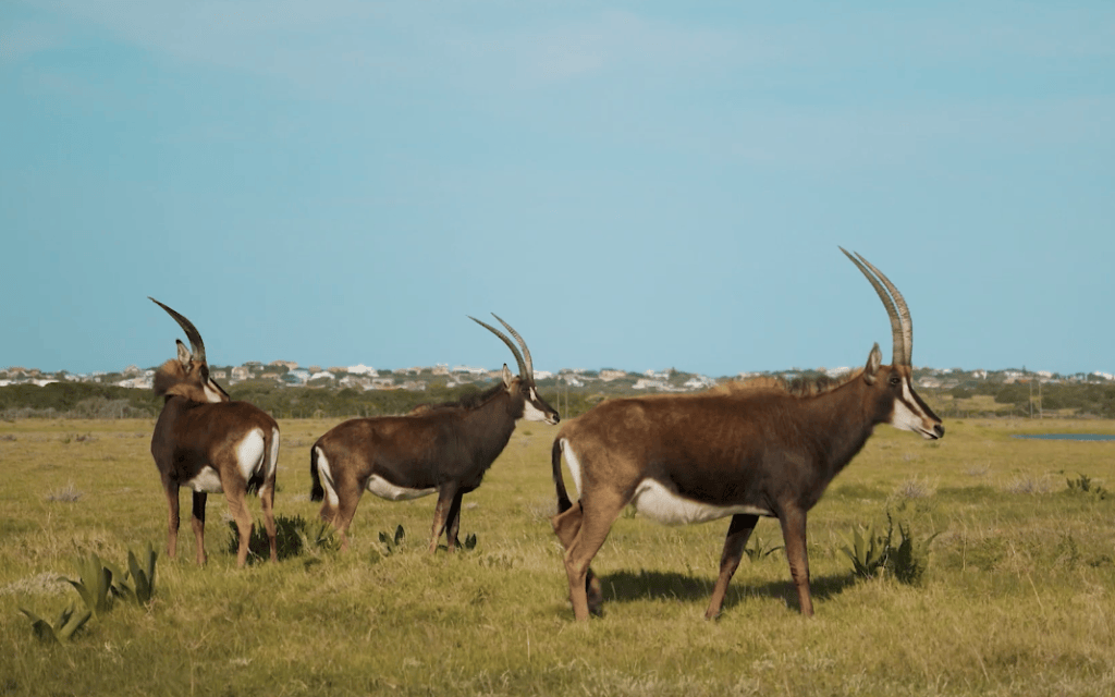 JP wou die Oos-Kaap en ons mooi land as “ateljee” gebruik. Foto: Skermgreep