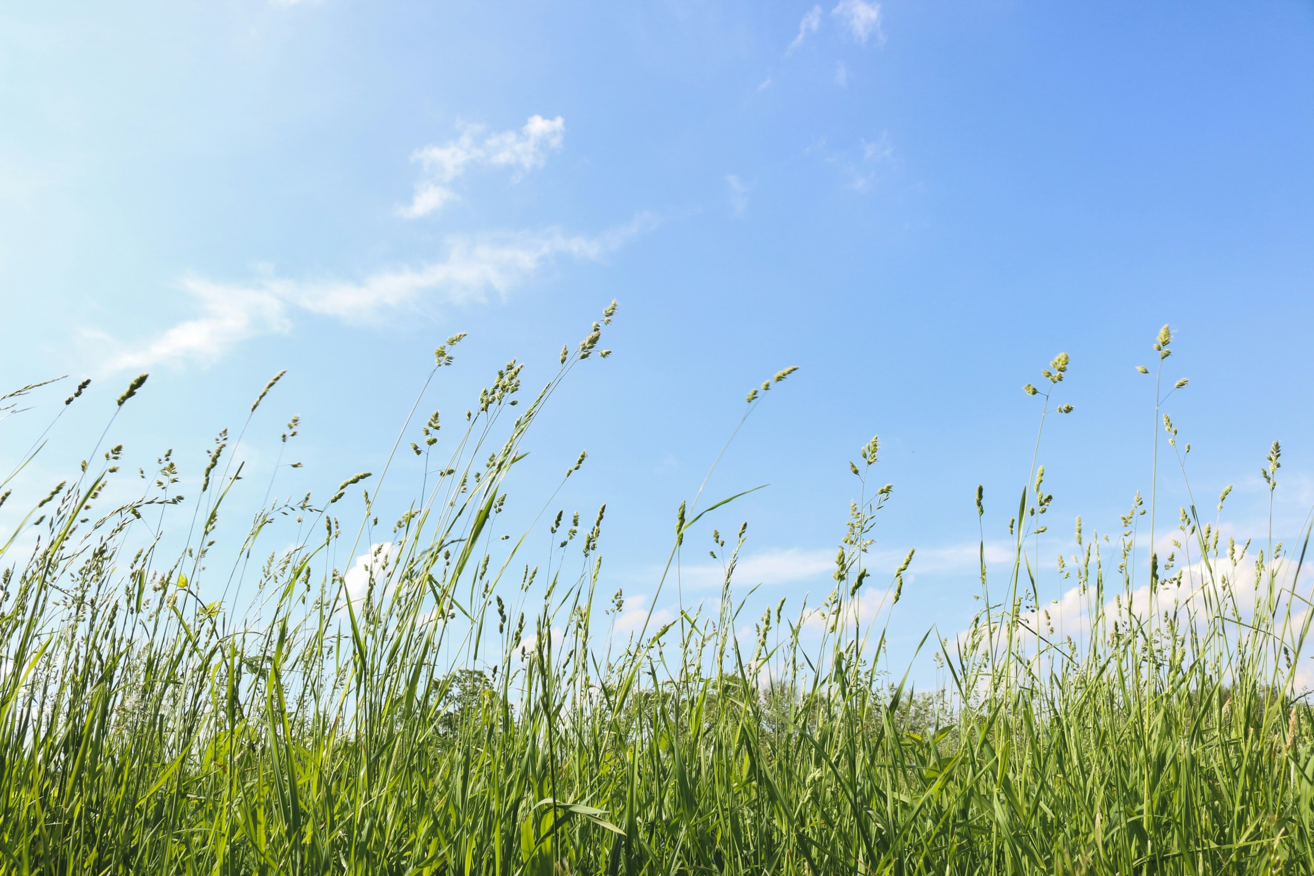 Gras.