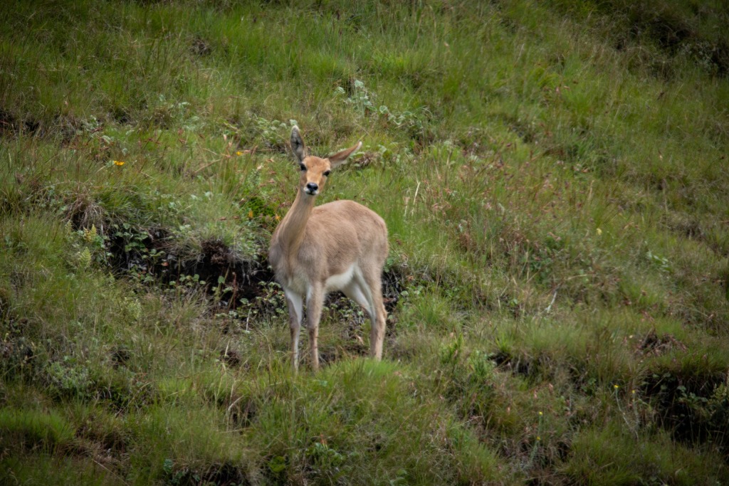 Foto: Angus Burns