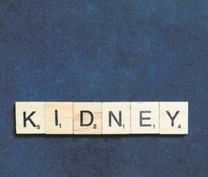 Focus attention on the kidney’s vital balancing filtration function