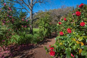 Camellia celebration weekend: Discover the blooming beauty of Vergelegen