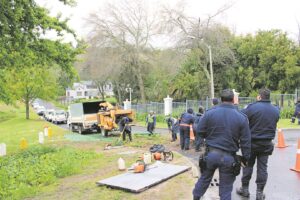 Fuss over felling of beetle-infested trees in Somerset West