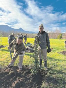 PHOTOS: Vergelegen gets new roots