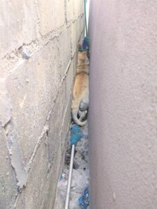 Call to ban sale of fireworks after celebrations leaves animals in distress