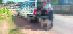 Dogfighting trio arrested