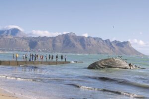 Whale of a removal after carcass washed ashore in Strand