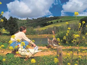 Eendjies, eendjies staan in ’n ry . . .