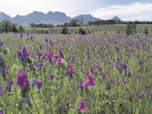 A purple meadow foregrounds a rural verdant setting