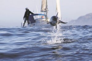 A dolphin in full flight