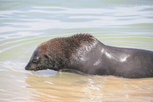 Death of 3 seal pups found in Strand attributed to malnutrition