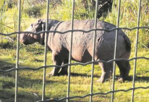 Escaped hippo safely back at reserve