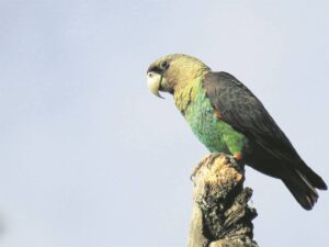 Critically endangered Cape Parrot the focus of World Parrot Day