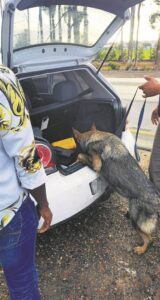 K9 Xena does it again!