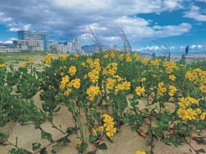 LESERSFOTO: Helderberg-kusdorp se blommeprag