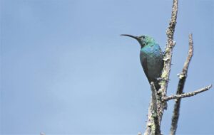 READER PHOTOS: Birds of the Helderberg immortalised