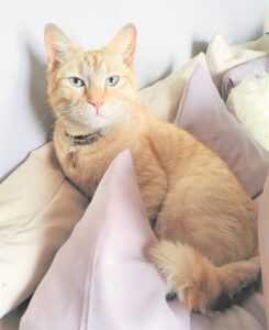 Pets: Adopt amazing Ariel