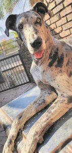 Hope for dog’s return gets a boost